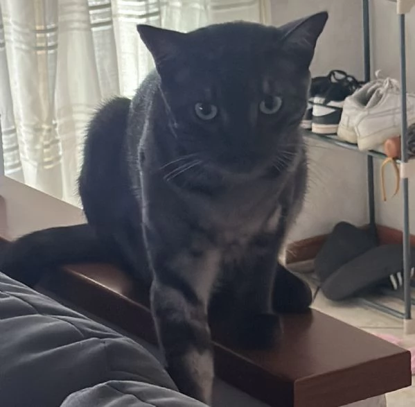 GATTO TIMIDO  | Foto 1