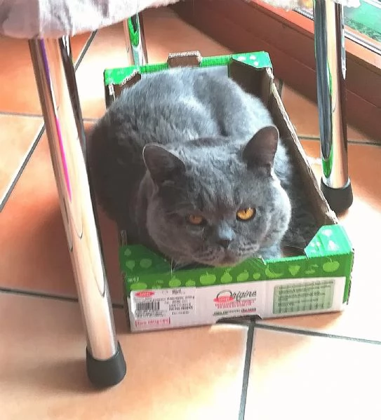 GATTO TIMIDO 
