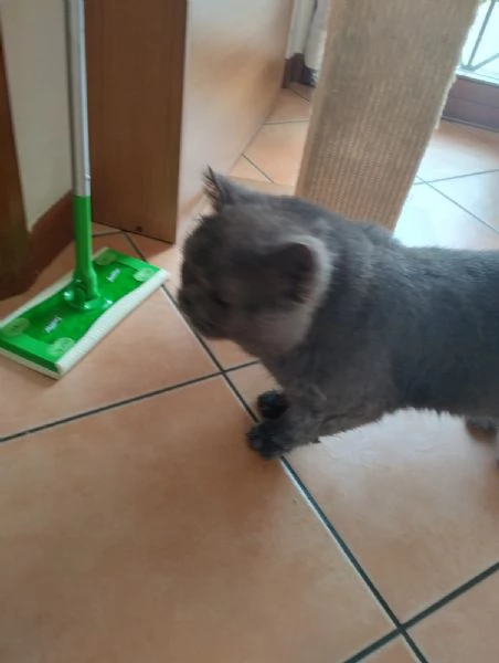 GATTO TIMIDO  | Foto 1