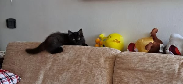 GATTINO NERO DOLCISSIM0