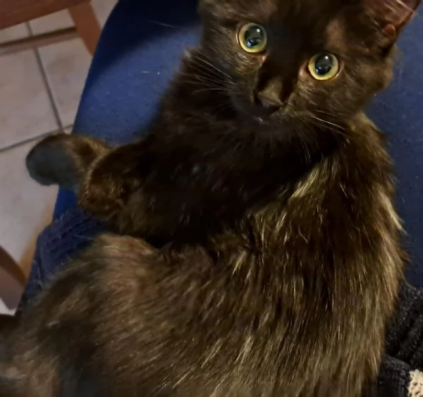 GATTINO NERO DOLCISSIM0 | Foto 1