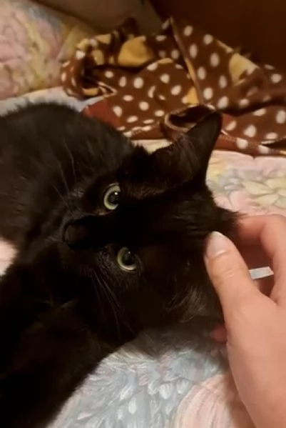 GATTINO NERO DOLCISSIM0 | Foto 0