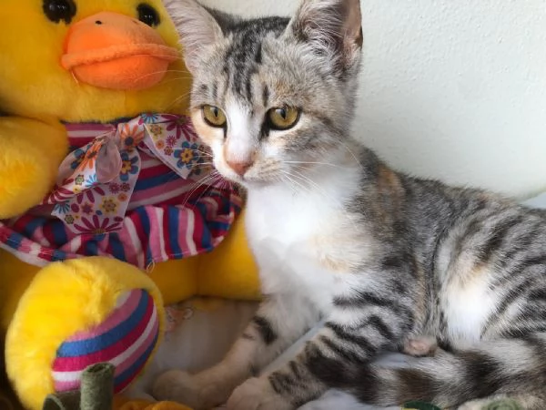 GATTINA ADORABILE  | Foto 3