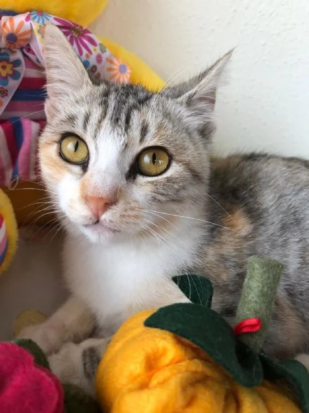 GATTINA ADORABILE  | Foto 0