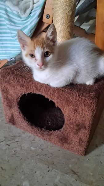 GATTINO ADOLRABILE