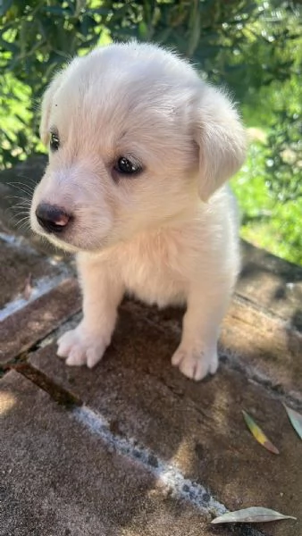 CUCCIOLI MERAVIGLIOSI  | Foto 6