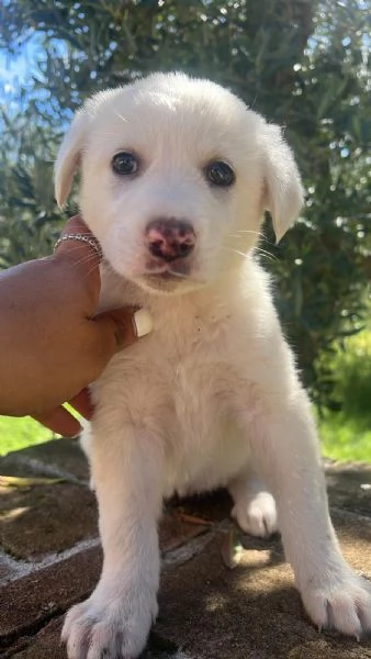CUCCIOLI MERAVIGLIOSI  | Foto 5