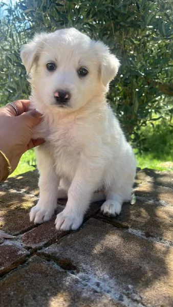 CUCCIOLI MERAVIGLIOSI  | Foto 4