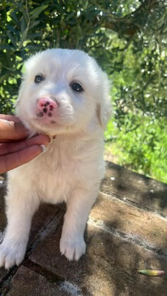 CUCCIOLI MERAVIGLIOSI  | Foto 3