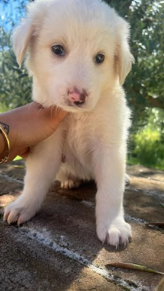 CUCCIOLI MERAVIGLIOSI  | Foto 1