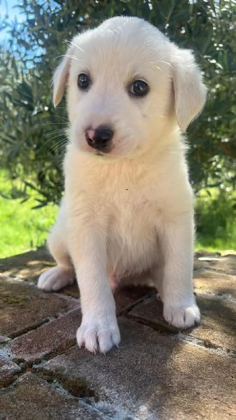 CUCCIOLI MERAVIGLIOSI  | Foto 0