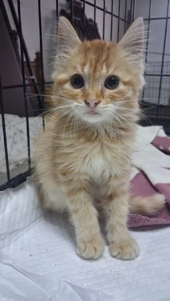 GATTINI E GATTO ADULTO  | Foto 6