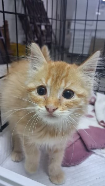 GATTINI E GATTO ADULTO  | Foto 5