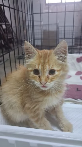 GATTINI E GATTO ADULTO  | Foto 4