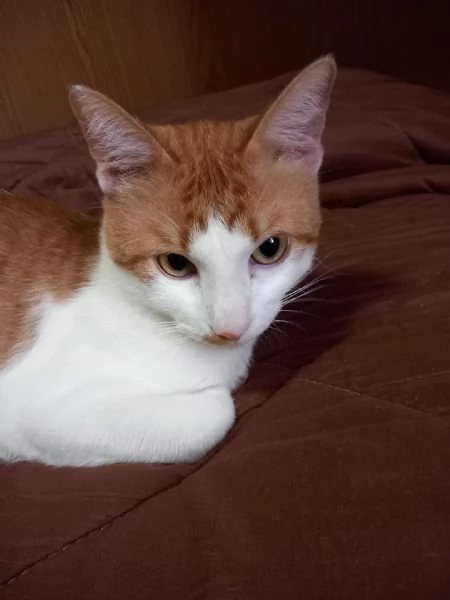 GATTINI E GATTO ADULTO 