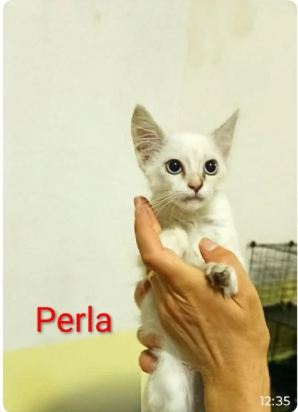 GATTINI E GATTO ADULTO  | Foto 3