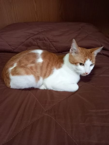 GATTINI E GATTO ADULTO  | Foto 2