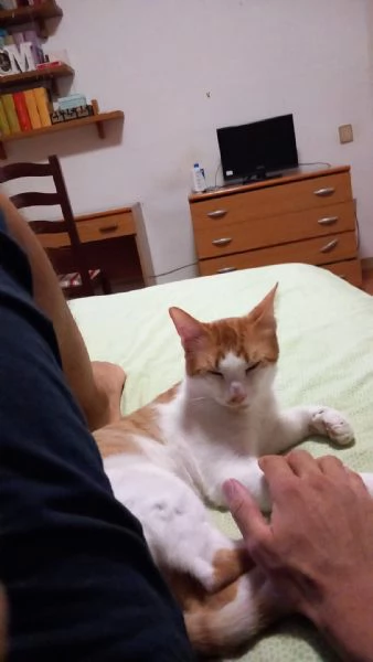 GATTINI E GATTO ADULTO  | Foto 1