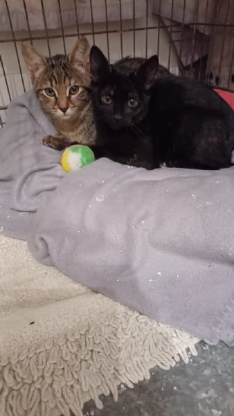 GATTINE INSEPARABILI