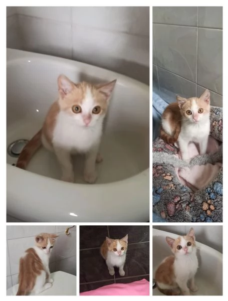 GATTO E GATTINI | Foto 2