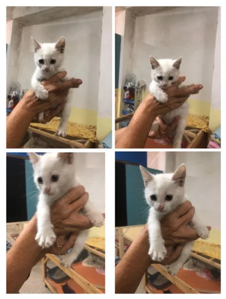 GATTO E GATTINI | Foto 1