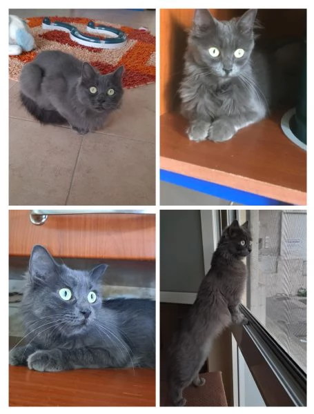 GATTO E GATTINI | Foto 0