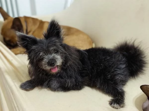 CUCCIOLA ADORABILE | Foto 1