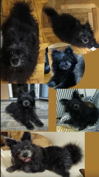 CUCCIOLA ADORABILE | Foto 0