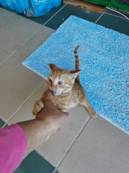 GATTINO ROSSO  | Foto 6