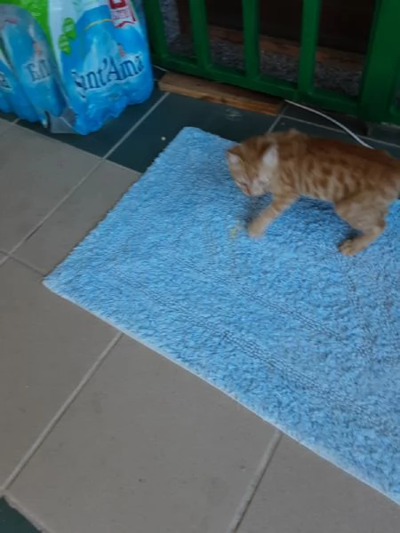 GATTINO ROSSO  | Foto 5