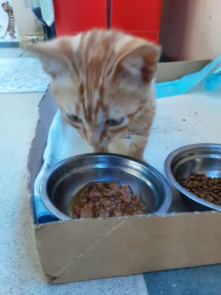 GATTINO ROSSO  | Foto 3