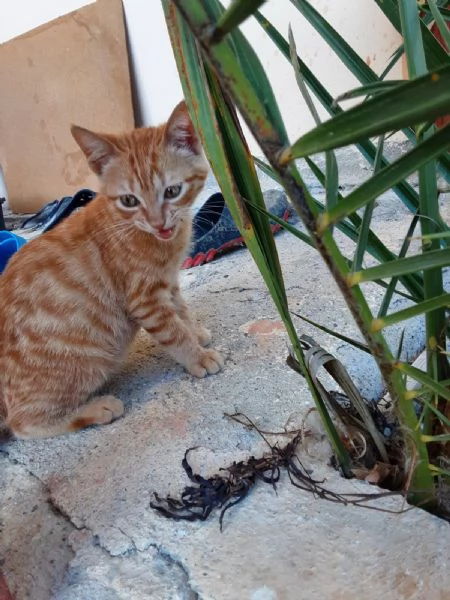 GATTINO ROSSO  | Foto 2