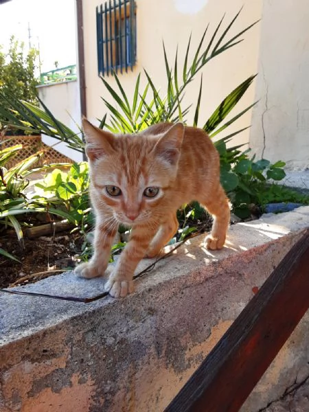 GATTINO ROSSO  | Foto 1