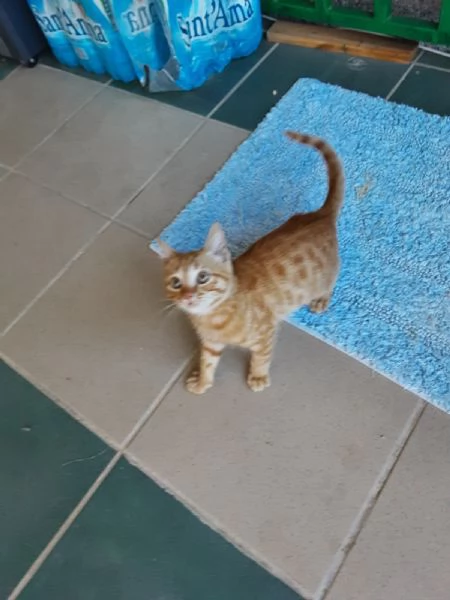 GATTINO ROSSO  | Foto 0