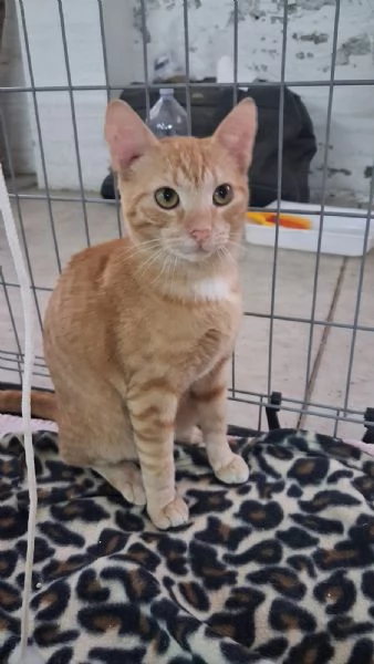 GATTINA MERAVIGLIOSA | Foto 6