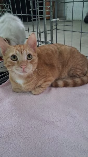 GATTINE MERAVIGLIOSE | Foto 4