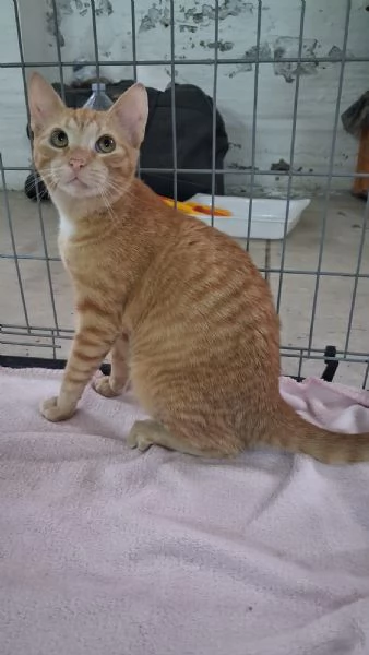 GATTINA MERAVIGLIOSA | Foto 4