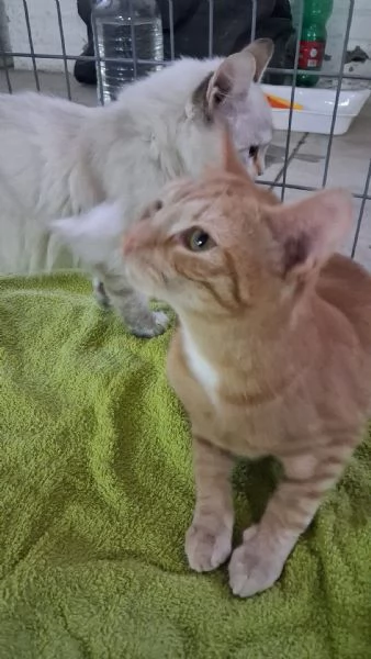 GATTINA MERAVIGLIOSA | Foto 3