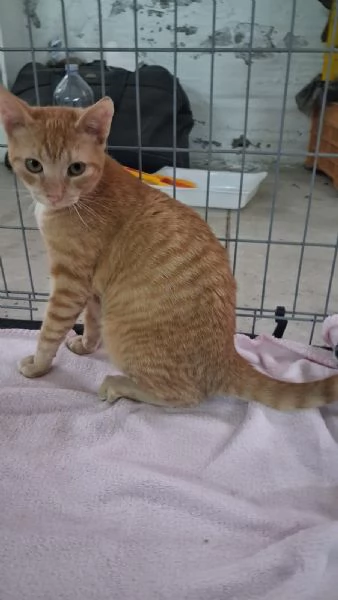 GATTINA MERAVIGLIOSA | Foto 2