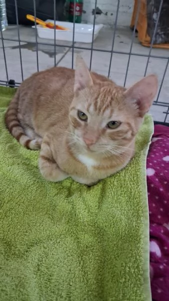 GATTINA MERAVIGLIOSA | Foto 1