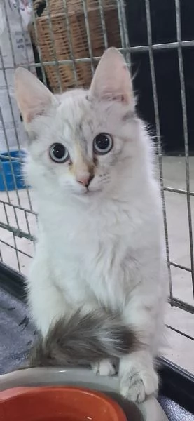 GATTINE MERAVIGLIOSE