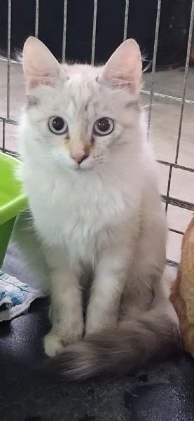 GATTINE MERAVIGLIOSE | Foto 2