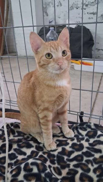 GATTINE MERAVIGLIOSE | Foto 1