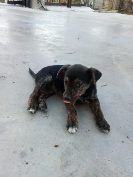 CUCCIOLO AMOREVOLI  | Foto 0