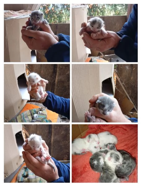 GATTI E GATTINI | Foto 1