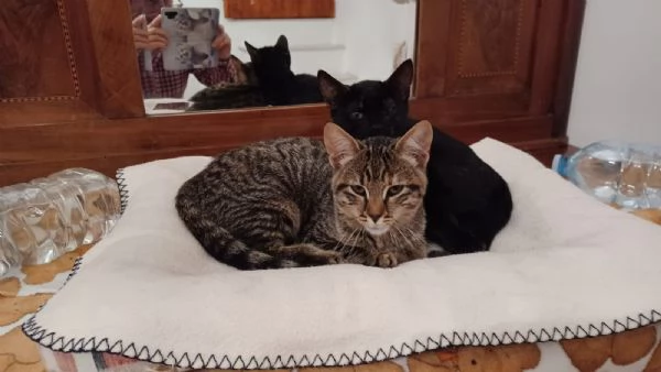 GATTI E GATTINI | Foto 0