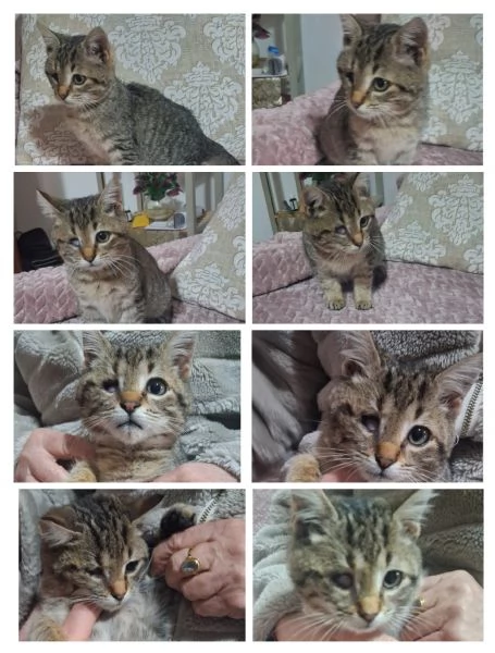 GATTINI SPECIALI  | Foto 0