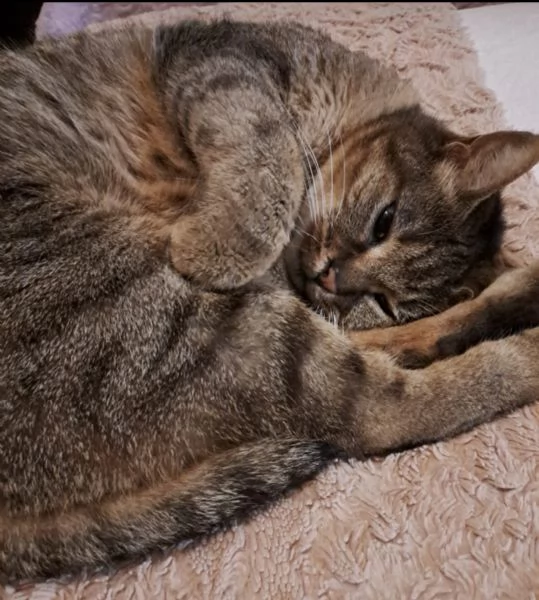 GATTA MERAVIGLIOSA  | Foto 1