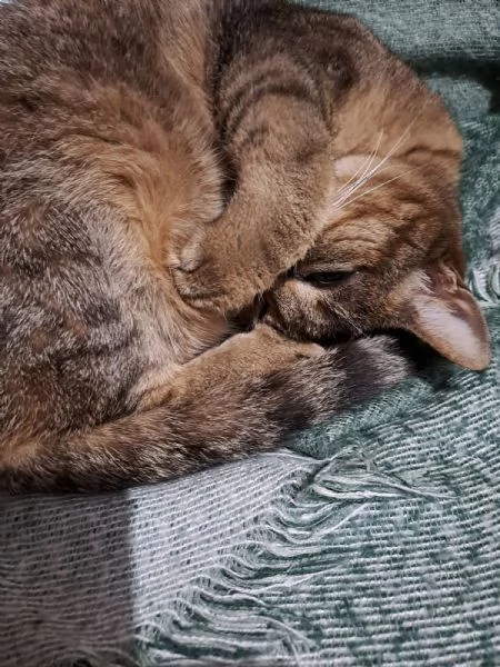 GATTA MERAVIGLIOSA  | Foto 0