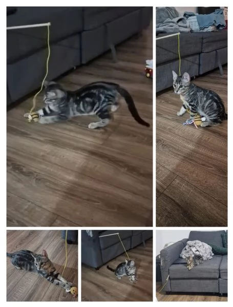 GATTINI TENERI | Foto 0